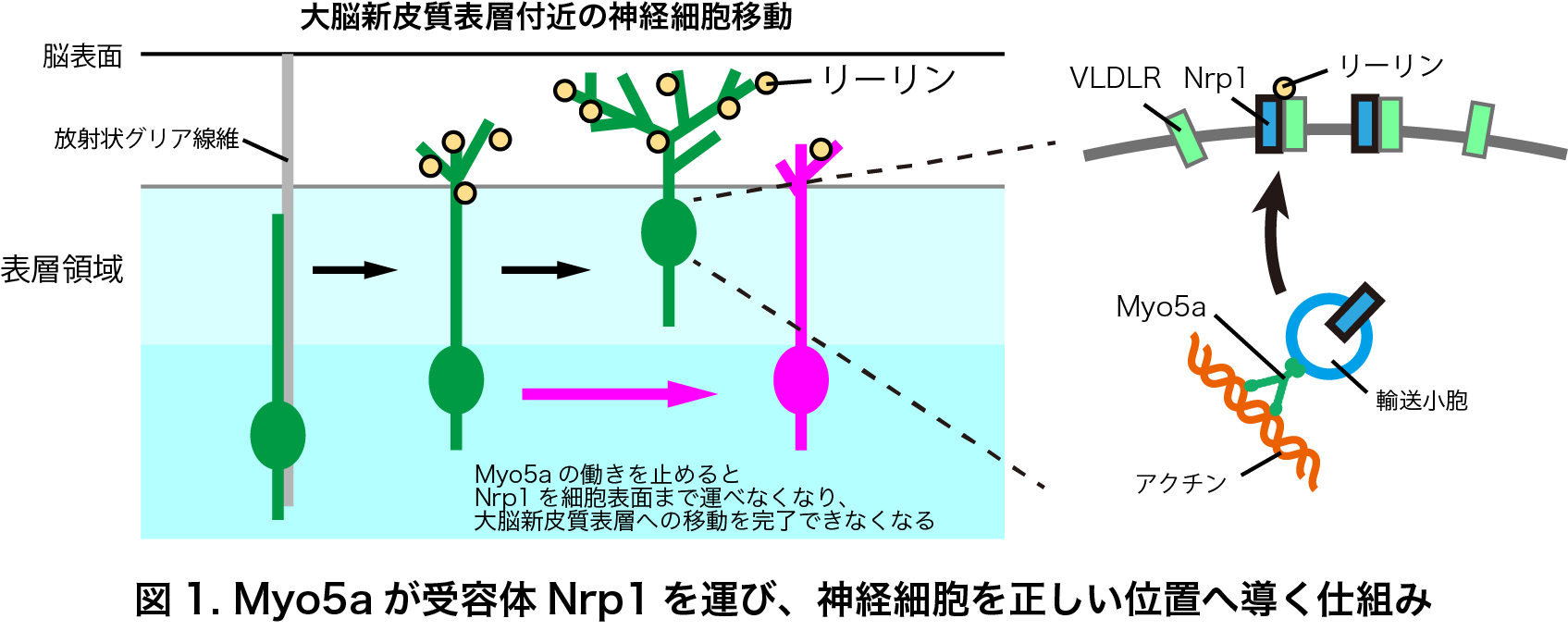 ローカルナビゲーションへ